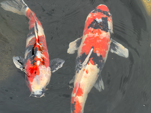 Amur Carp, photo 2 of 9