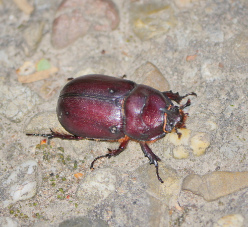 European Rhinoceros Beetle