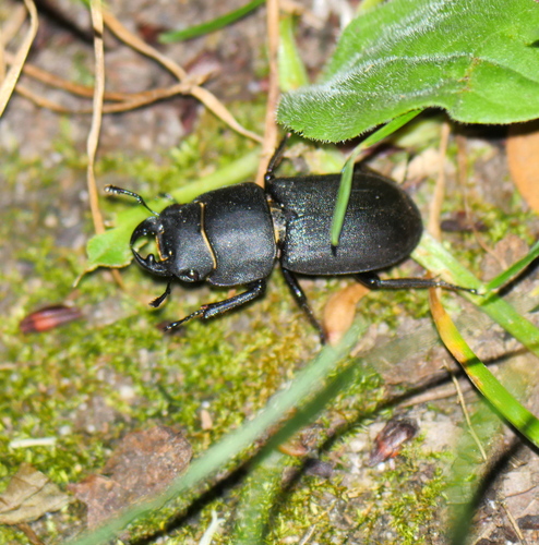 Lesser Stag Beetle