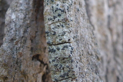 Alyxoria varia
