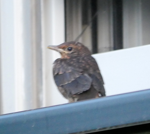 Eurasian Blackbird