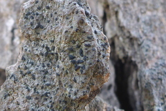 Alyxoria varia