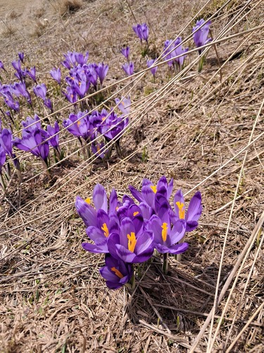 Crocus heuffelianus
