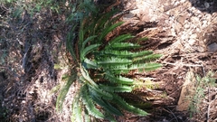Polystichum imbricans curtum