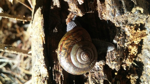 Palomar shoulderband
