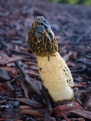 Yellow-Veiled Stinkhorn