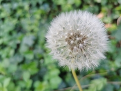 Taraxacum