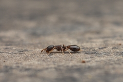 Temnothorax spinosior