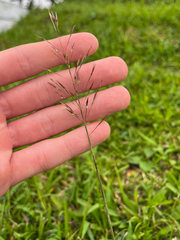 Chrysopogon aciculatus, photograph author not stated, no rights reserved