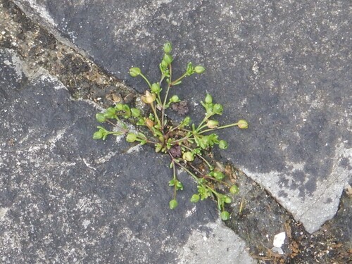 Sagina maritima
