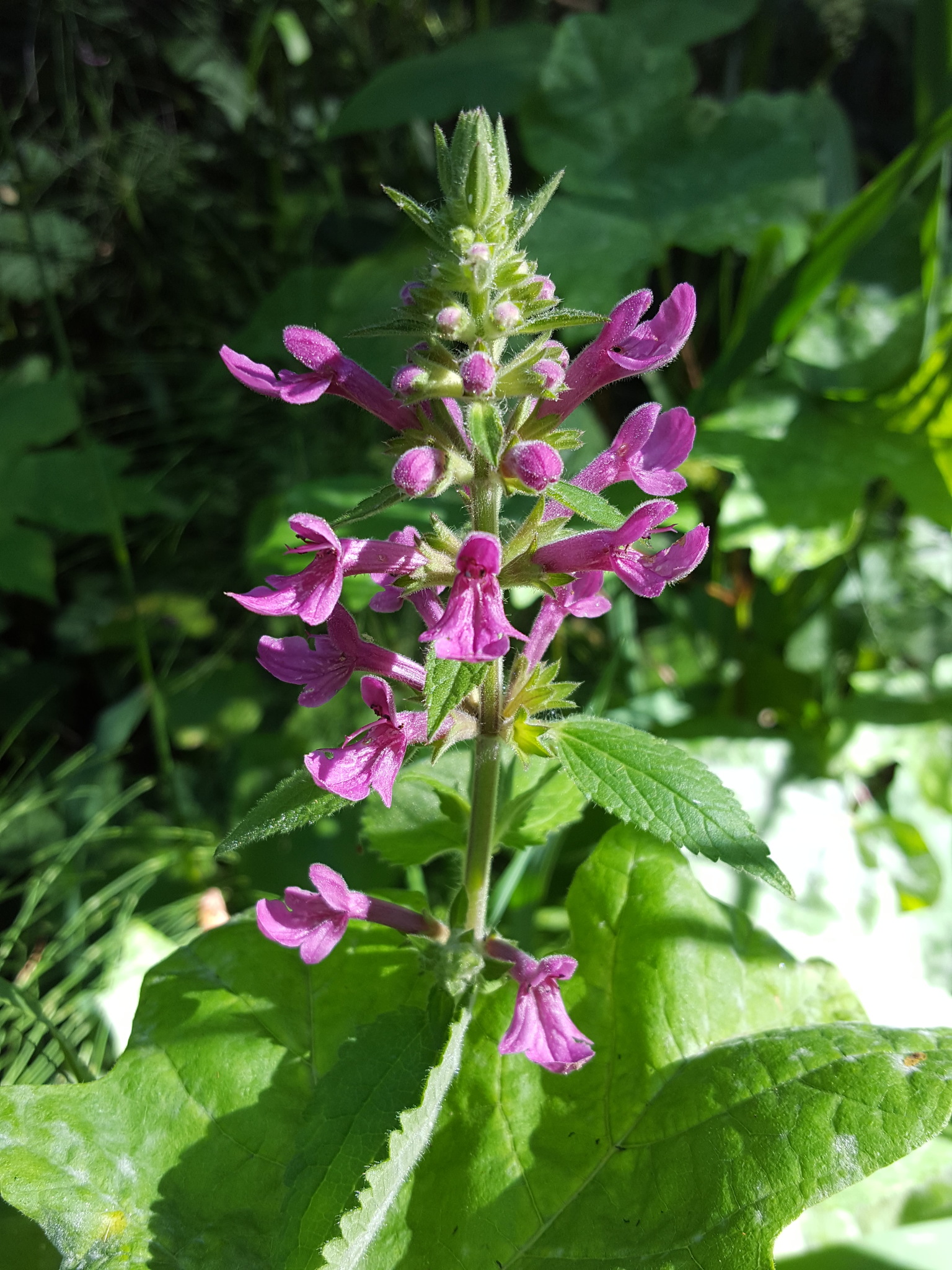 Stachys chamissonis var. cooleyae