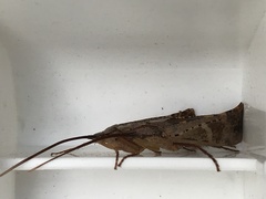 Nemotaulius hostilis