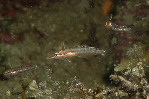 Sargassum blenny (Exerpes asper) — Labrisomidae — 2