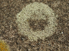 Myriolecis semipallida