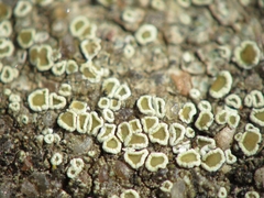 Myriolecis semipallida