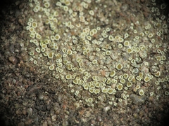 Myriolecis semipallida