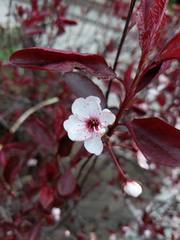Prunus cerasifera