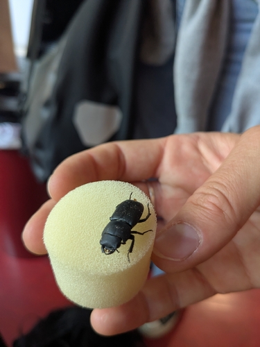 Lesser Stag Beetle
