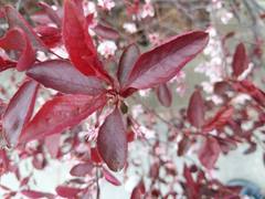 Prunus cerasifera