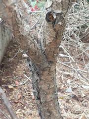 Prunus cerasifera