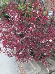 Prunus cerasifera