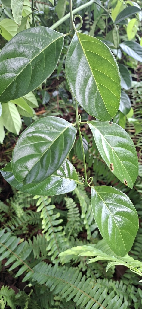 Uncaria laevigata