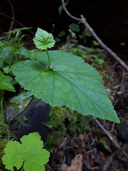 Tolmiea diplomenziesii