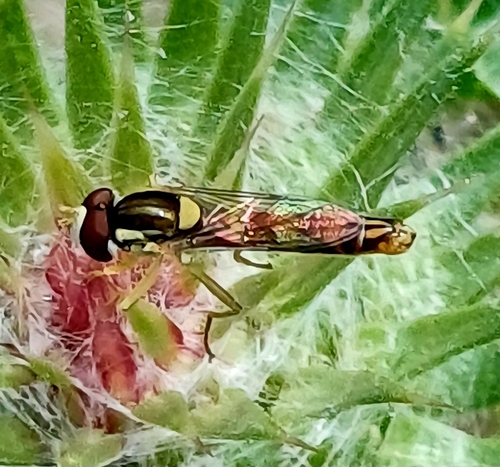 Common Globetail