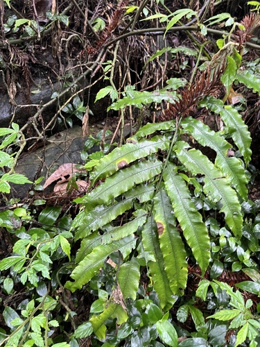 Angiopteris lygodiifolia, photograph 3