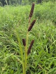 Carex shortiana, photograph (c) Michael, some rights reserved (CC BY)