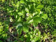 Fragaria × ananassa