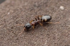 Dolichoderus sibiricus