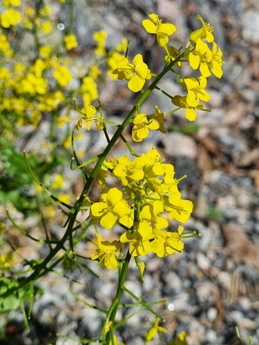 bitter wintercress