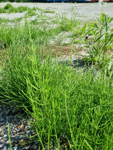 field horsetail