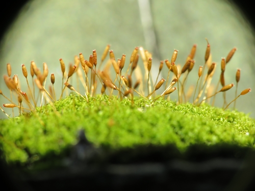 Dicranoweisia cirrata