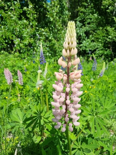 Large-leaved lupine