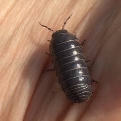 Armadillidium vulgare