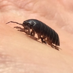 Armadillidium vulgare