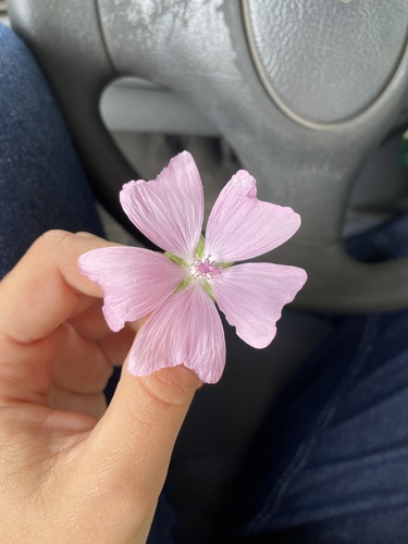 musk mallow