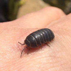 Armadillidium vulgare