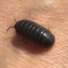 Armadillidium vulgare