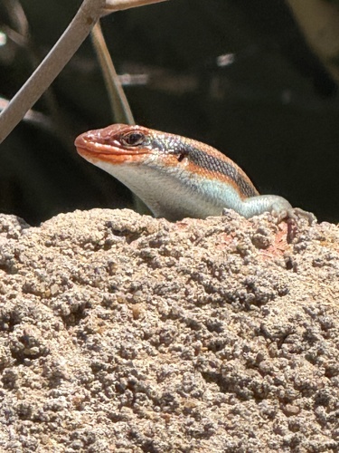 Wahlberg’s Striped Skink