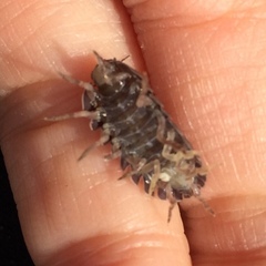 Armadillidium vulgare
