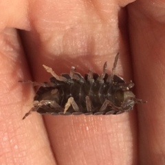 Armadillidium vulgare