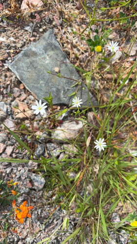 lesser stitchwort
