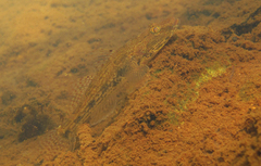 Glossogobius giuris