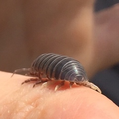 Armadillidium vulgare