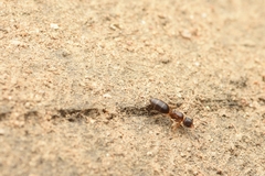 Technomyrmex gibbosus