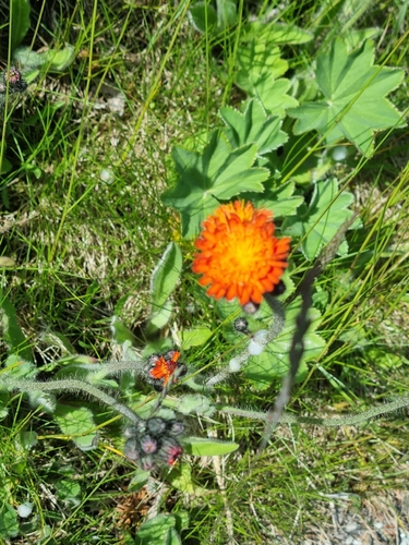 orange hawkweed