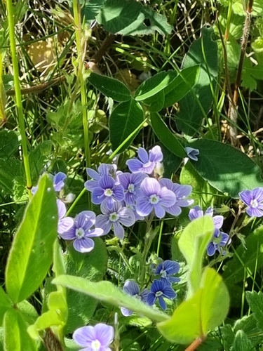 Germander Speedwell